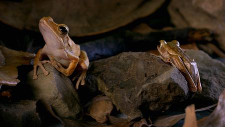 Two four-lined tree frogs rest on a rock. (Credit: Content Mint)