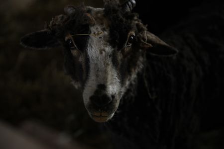 One of the Pol family's newly shorn Merino sheep. (National Geographic)