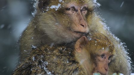 A Barbary macaque adult and a baby huddle to keep warm. (BBC Studios Distribution Ltd)