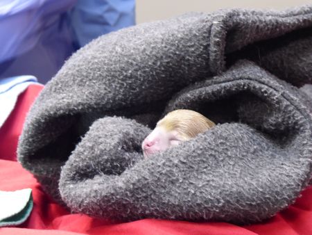 A newborn puppy named Mira (short for miracle), is alive and well after being delivered by emergency c-section. (National Geographic)