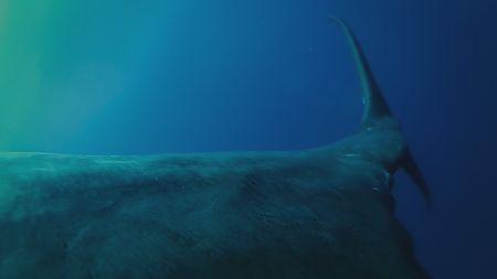 After successfully recovering the video data, the team realize that during the sperm whale's descent, its speed has pushed the camera backwards, giving them a unique view of the whale's tail fluke. (National Geographic)