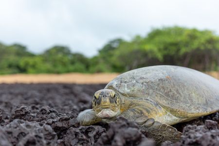 A green turtle trapped on an exposed coral at low tide. (National Geographic/Sacha Thorpe)