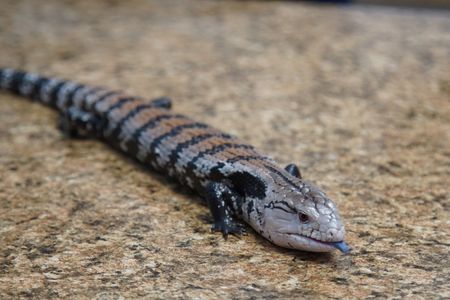 A blue-tongue skink is in to see Dr. Hodges for a wellness exam. (National Geographic for Disney/Felix Rojas)