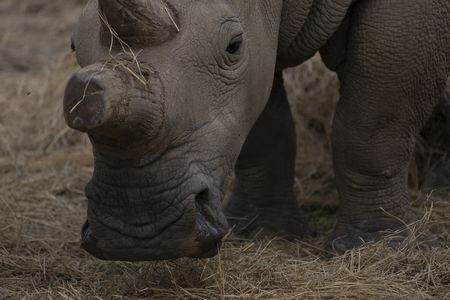 One of  the last two remaining Northern White Rhinos enjoys a snack at the Ol Pejeta Conservency where they live. (credit: National Geographic/Katie Cleary)