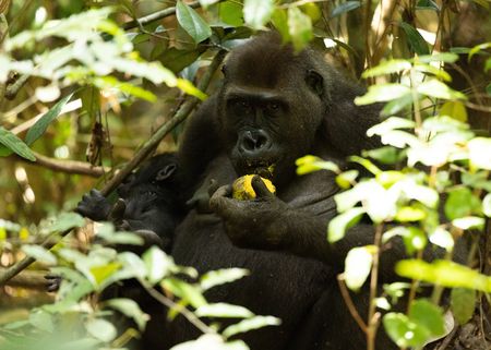 A mother western lowland gorilla eats fruit whilst clutching her baby in Dzanga-Sangha National Park. (National Geographic/Kate Laurie)