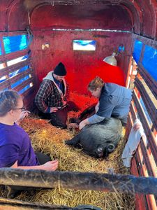 Dr. Brenda reunited mama pig with her piglets. (National Geographic/Grace Sabwira)