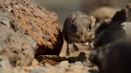 A Somali sengi running through the volcanic landscape. (National Geographic)