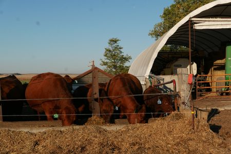 Cows on a farm eat some hay. (National Geographic)