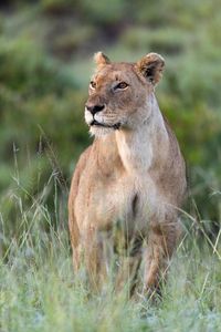 A portrait of Summer, standing alert in the Maasai Mara. (National Geographic/Simon Blakeney)
