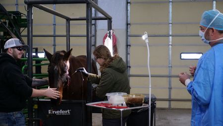 Owner Cole Schmidt gently holds his horse Sweetheart's head in place as Vet Tech Laurel Driver washes her facial wound with iodine solution. (National Geographic)