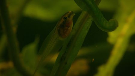 A four-lined tree frog tadpole. (Credit: Content Mint)