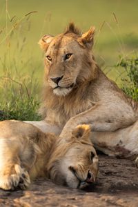 Two of Kio's brothers rest together. (National Geographic/Simon Blakeney)