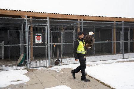 Sully Momla, Wildlife Control Officer with Ivan the Eagle at Toronto Pearson International Airport. (Arrow International Media Ltd & Cantina Media)