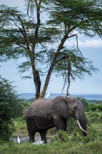 A young calf roams through Kimana Sanctuary, a crucial corridor that links Amboseli National Park with the Chyulu Hills and Tsavo protected areas in Kenya, on May 23, 2022. As well as being the largest land mammal on earth, elephants are a keystone species and play an important role in the environment where they live. However, having roamed the wild for 15 million years, today, this iconic species faces the biggest threats to its survival due to ivory poaching, human-wildlife conflict and habitat destruction. (National Geographic for Disney/Nichole Sobecki)