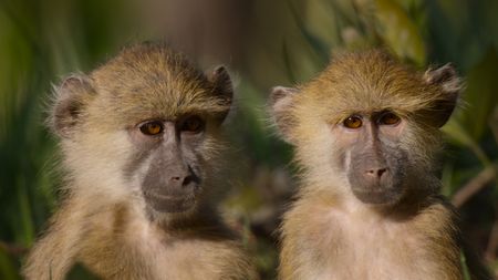 Two juvenile Kinda baboons sitting on the ground in Kasanka National Park, Zambia. (National Geographic)