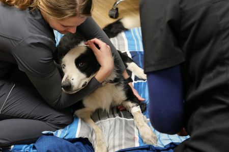 Vet Tech Laurel Driver holds Turbo, a border collie who was rushed into the clinic after accidentally eating rat poison. (National Geographic)