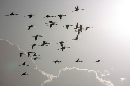A flock of lesser flamingo silhouetted against the sky. (National Geographic for Disney/Maia Sherwood-Rogers)