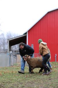 Charles Pol, Beth Pol, and Bridget Kavanagh lead a pregnant merino sheep to Ben's trailer to transport them back to the Pol family's farm. (National Geographic)