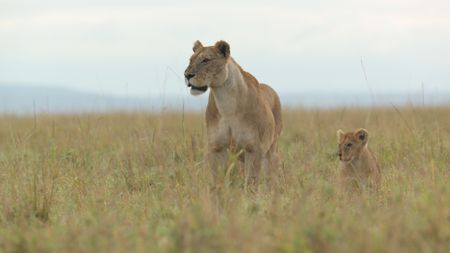 Summer and Kio move cautiously through the grassland, alert to their surroundings. (National Geographic/Rolf Steinmann)