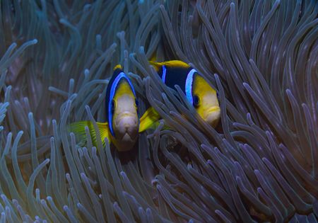 Two clown fish peaking out of their anemone home are observed during the National Geographic Pristine Seas expedition.  National Geographic Pristine Seas, in collaboration with the Governments of Niue (GON) and Tofia Niue, embarked on a scientific survey to document marine biodiversity in the small island nation known for its crystal-clear waters teeming with sea life—from humpback whales, gray reef sharks, 80-pound groupers, and other marine life. Located in the South Pacific, 1,300 miles northeast of New Zealand between Fiji, Samoa and Tonga, Niue is one of the largest elevated coral atolls in the world. The Pristine Seas Niue expedition is the third stop on The Global Expedition, an ambitious five-year collaboration with central and western Pacific Island nations. (National Geographic/Manu San Félix)