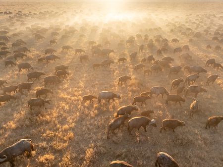 A large herd of Cape buffalo walking across parched lands of Botswana. (National Geographic/Russel MacLaughlin)