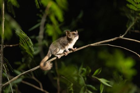 A Grey mouse lemur on a tree branch at night. (National Geographic/Alice Marlow)