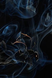 When spores of the fungus Ophiocordyceps land on an ant, they penetrate its exoskeleton and enter its brain, compelling the host to leave its normal habitat on the forest floor and scale a nearby tree. Fungal stalks then burst from the ant’s husk and rain spores onto ants below to begin the process again. (credit: Anand Varma)