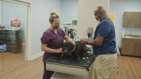 Dr. Ferguson and his vet tech, Jordan Howell, prepare to take some biopsies of Pepper the dog's growths. (National Geographic for Disney)