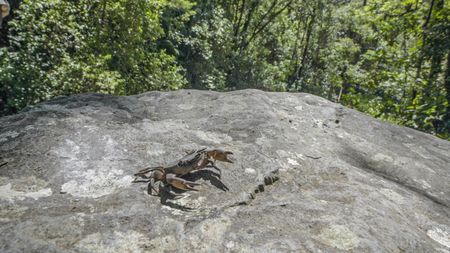 A crab suns itself near a waterfall at Hacienda Mamecillo, Boquete, Panama. (National Geographic for Disney/Missy Bania)