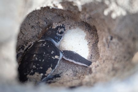 A green turtle hatchling and an unhatched egg in a nest on a beach. (National Geographic/Lydia Baines)