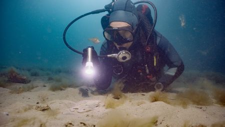 Dr. Alex Schnell observing a Southern keeled octopus (Octopus berrima) on a night dive in Port Phillip Bay.  (photo credit: National Geographic)