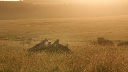 Summer and her sisters sit atop a mound at dawn, bathed in golden light. (National Geographic/Rolf Steinmann)