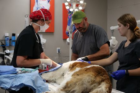 Drs. Erin and Ben Schroeder and vet tech Laurel Driver work to treat Nellie the St. Bernard for her swollen and infected tongue. (National Geographic)