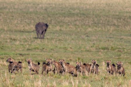 A group of about fifteen hyenas stand upright with tails raised. (National Geographic/Simon Blakeney)