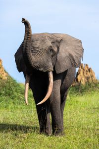 Forest elephants have been poached relentlessly for years for their ivory, as it is more dense and easier to carve than that of its Savannah cousins. (National Geographic for Disney/Fleur Bone)