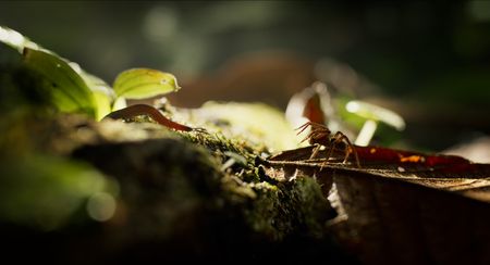 A velvet worm faces off with a wolf spider on the forest floor of Costa Rica. (National Geographic/Alex Jones)