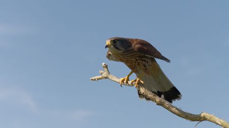 A kestrel perched on a branch. (National Geographic)