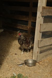 A chicken in a pen at the Pol family's farm. (National Geographic)
