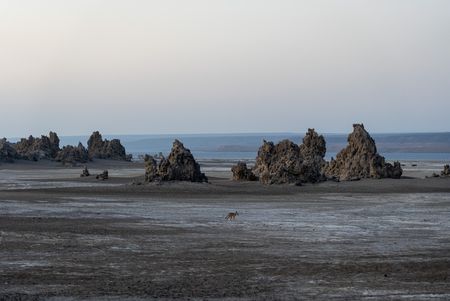 A jackal moves through the rugged landscape of Lake Abhe, Djibouti. (National Geographic/Clare Kingston)