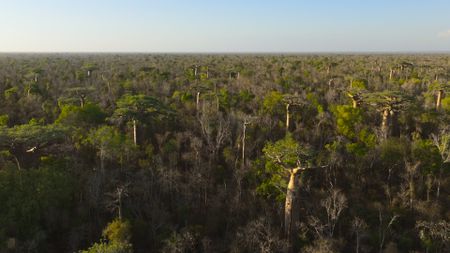 Madagascar's dry forest with baobab trees. (National Geographic)