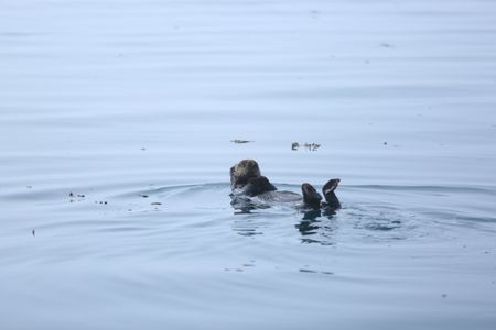 A northern sea otter is spotted off the coast. (National Geographic/Wayne Moss)