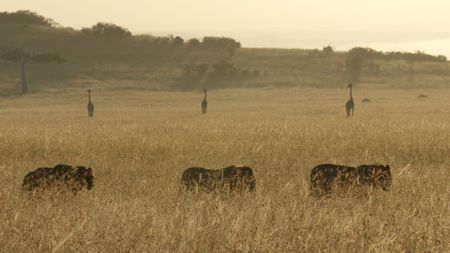 Three young male lions of Kio's brotherhood move through the grassland, each mirrored by a giraffe in the distance. (National Geographic/Dominico Pontillo)