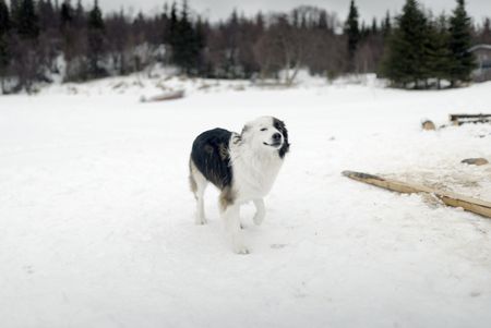 Trapper hangs out while Joel Jacko builds a dock. (National Geographic/Wayne Shockey)