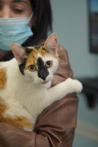 Fern, the cat, has a ruptured abscess on her paw that needs veterinary attention. (National Geographic for Disney/Felix Rojas)