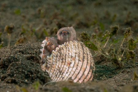 A Coconut octopus (Amphioctopus marginatus) pokes an eye out from between partially buried clam shells. Her powerful suckers hold the two shells together for protection from passing predators. (National Geographic for Disney/Craig Parry)