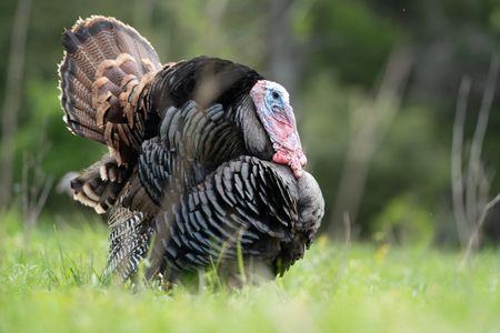 A male turkey displays his plumage and snood.   (National Geographic/Sam Stewart)