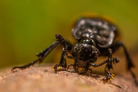 A closeup of a burying beetle. (National Geographic/Doug Parker)