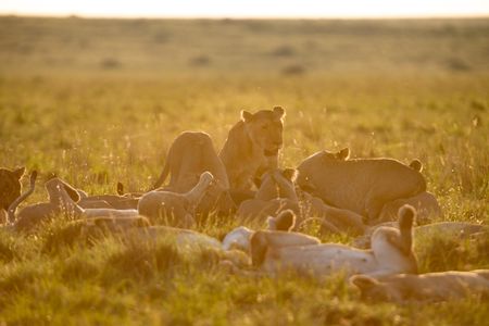 At dawn, Summer's Pride relaxes in the grassland. (National Geographic/Simon Blakeney)