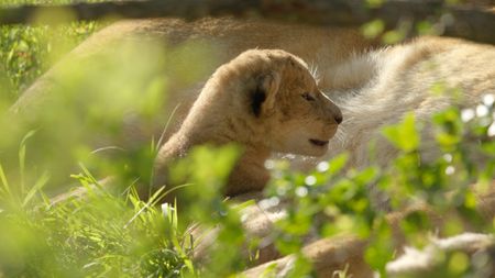 One of Kaleo's cubs lies next to her mother. (National Geographic/Sophie Darlington)