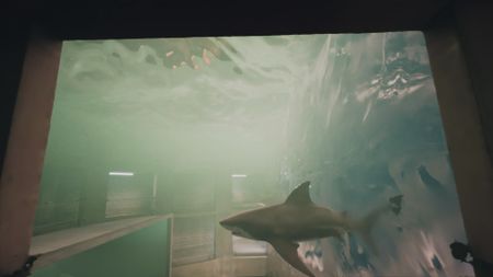 A GFX of a Bull Shark swimming from a salt water area to a fresh water area in the shark lab studio. (National Geographic)